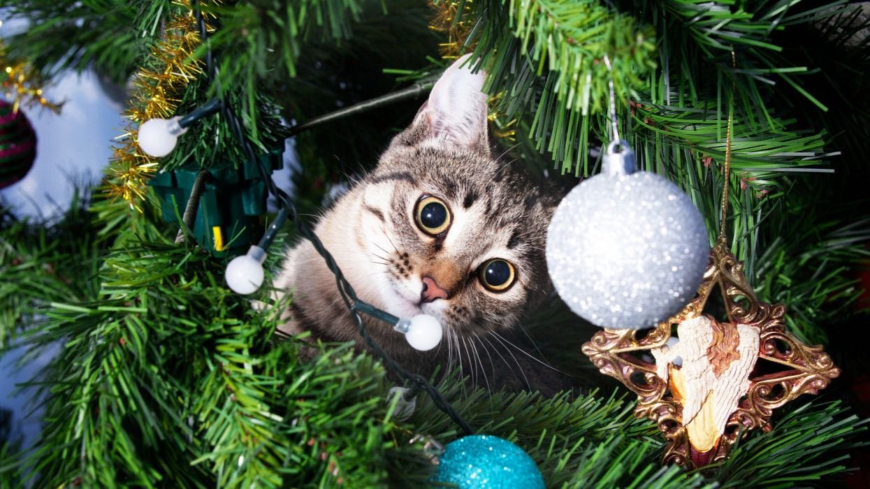 Featured Image full width without Sidebar Featured Image full width without Sidebar